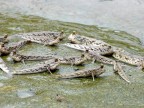 Mudskippers.JPG (140 KB)